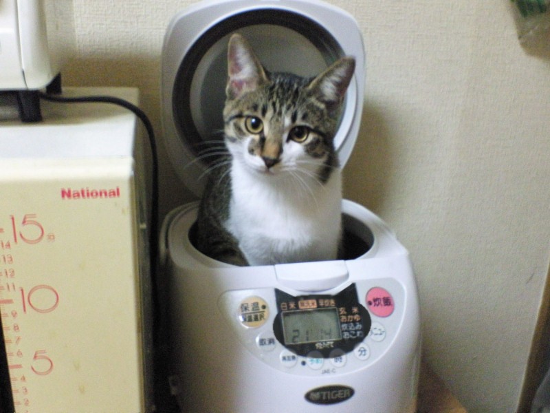アップロードファイル 55-1.jpg